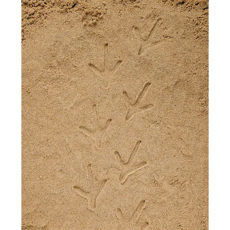 Farmyard Footprints Set of 8 - Modern Teaching Aids NZ