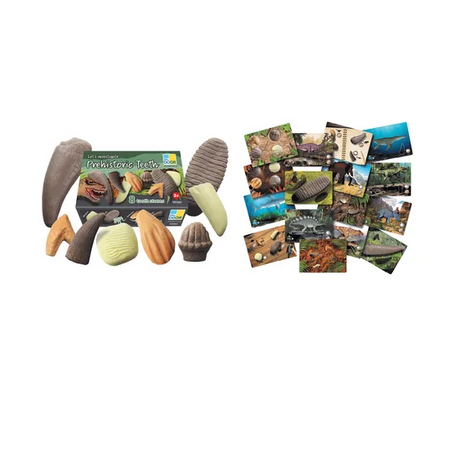 Prehistoric Teeth Activity Set - Modern Teaching Aids NZ