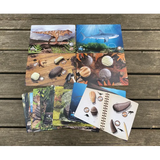 Prehistoric Teeth Explore & Discover Activity Cards - Modern Teaching Aids NZ