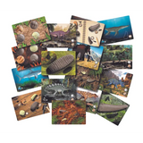 Prehistoric Teeth Explore & Discover Activity Cards - Modern Teaching Aids NZ