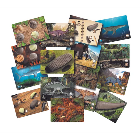 Prehistoric Teeth Explore & Discover Activity Cards - Modern Teaching Aids NZ